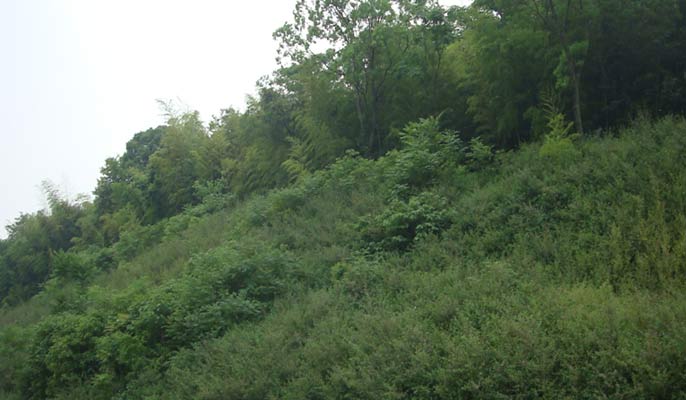 礦山複綠使國家公園複綠成果好，迸發勃勃生機